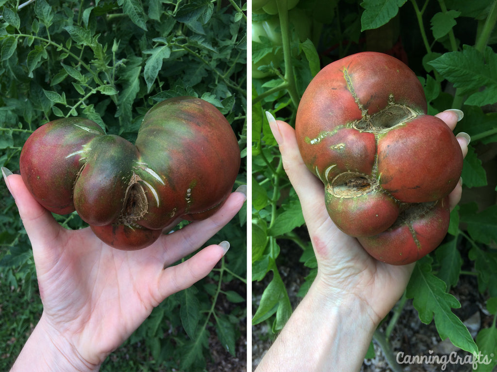 Garden 2019: Black Krim Tomato with Catfacing | CanningCrafts.com