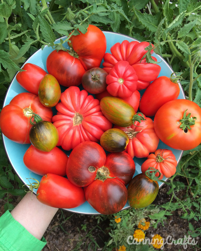 Garden 2019: Heirloom Tomatoes | CanningCrafts.com