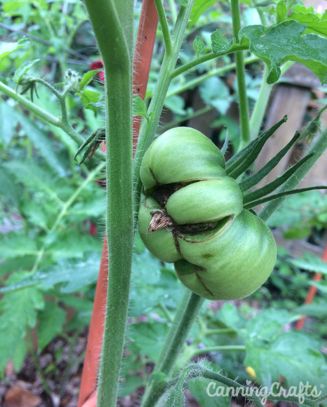 Garden 2019: Catfacing on Black Krim Tomatoes | CanningCrafts.com