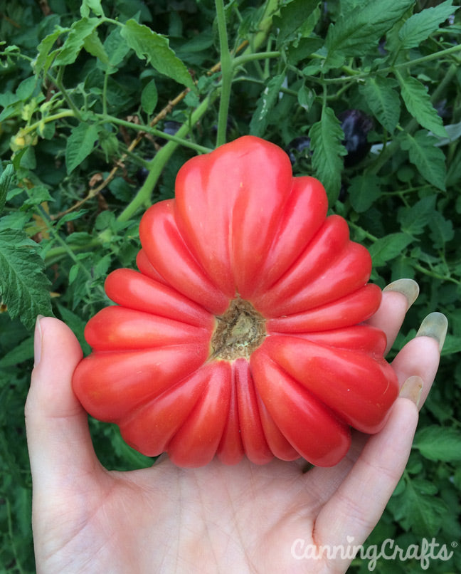Garden 2019: Mushroom Basket Tomatoes | CanningCrafts.com