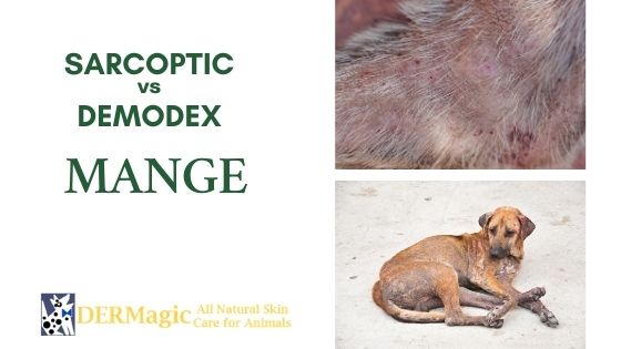 The Difference Between Sarcoptic Mange 