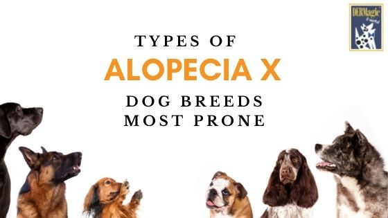 how to treat alopecia x in dogs