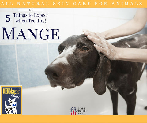 5 things to expect when treating mange