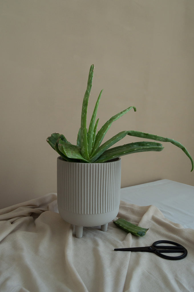 Emaan Home Aloe Vera