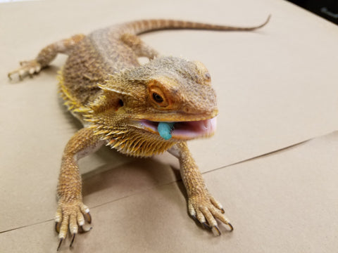 Bearded Dragon chomping on a Horn Worm