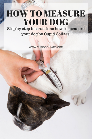 Dog sizes, measuring your dog, how to measure your dog, what size collar, Cupid Collars, cupid collars, pets at weddings, dogs at weddings, dog wedding, dog bridesmaid, dog ring bearer, dog flower girl, puppy bridesmaid, puppy ring bearer, flower collar, flower dog collar, wedding collar, wedding dog collar, silk flower collar, wedding dog, flower dog, pets at weddings UK, pets at weddings London, pets at weddings USA, pets at weddings Australia, pets at weddings Surrey, wedding dog, wedding dogs, engagement photo shoot with dog, dog engagement shoot, dog engagement photos, dog photoshoot,