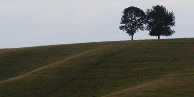 Two 'hammockable' trees