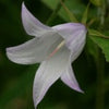 Giant Bellflower