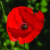 Red Poppy