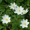 Wood Anemone