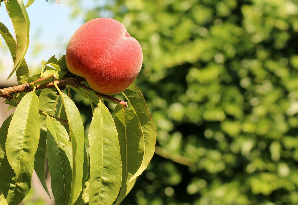 How to cut a peach: a ripe peach on a tree