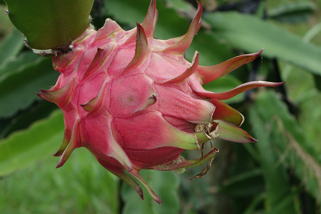 red dragon fruit on plant 