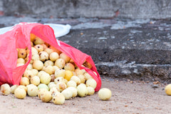 Collected Marula Fruits