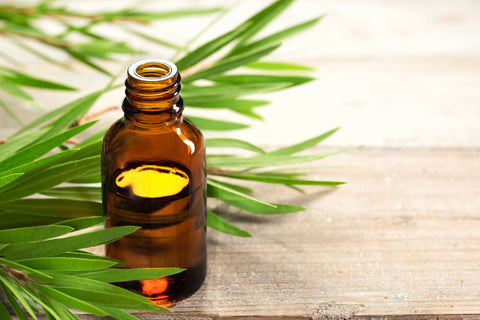 An amber-colored bottle filled with oil sits on a wooden table with tea tree leaves around it