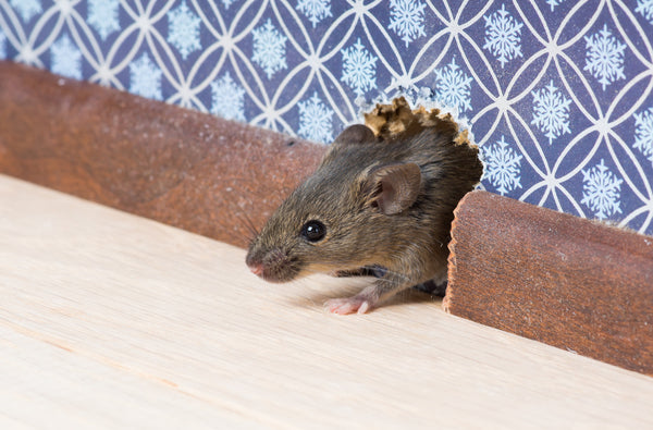 peppermint oil for mice