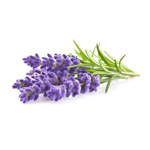 A sprig of lavender