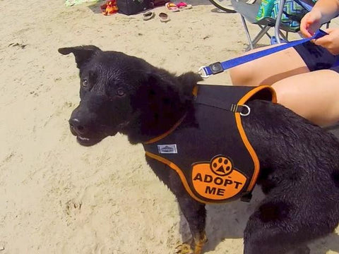 Dog Adoption at the Galveston Dog Surfing Competition 