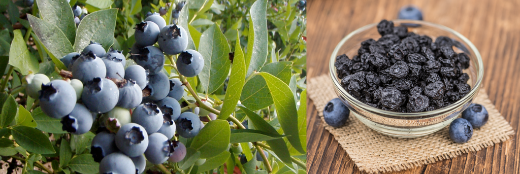 Organic Dried Blueberries