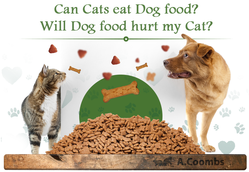 will cats eat dog food