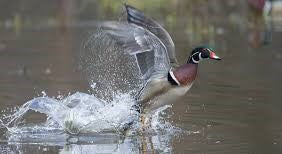 picture of duck taking flight in water