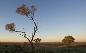 picture of the acacia aneura mulga tree