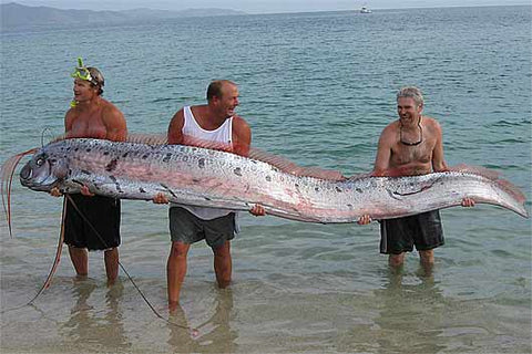 Picture Of Three Men Holding a Oarfish