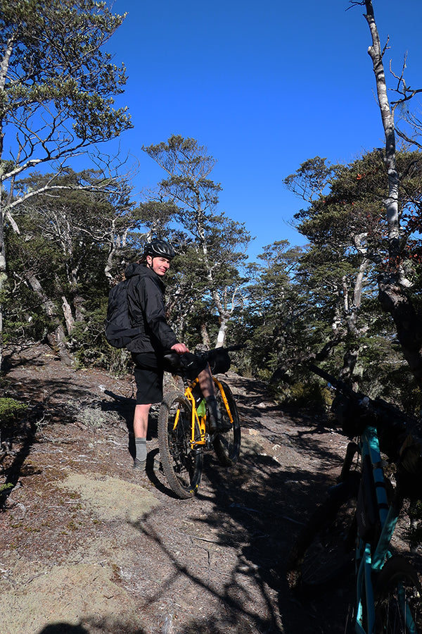 High alpine beech on the Maitland Ridge Trail