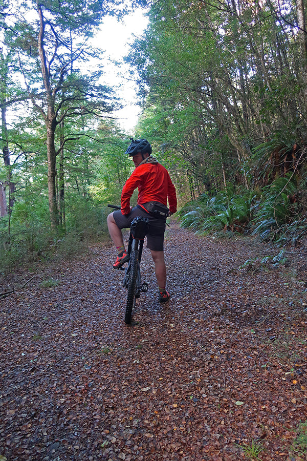 Lush Beech forest double track