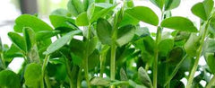 Fresh Organic Pea Sprouts (Pea Greens or Pea Shoots)