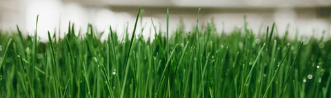 Fresh Organic Wheatgrass