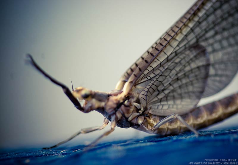 Fly Fishing with Mayflies on the Gallatin River