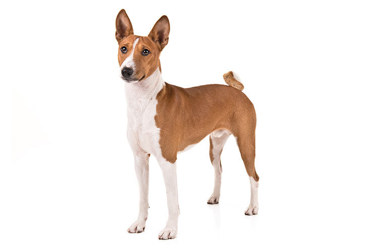 basenji akc