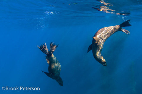 Sea Lions in Coronados Island, Mexico