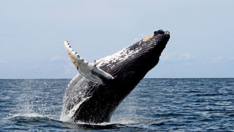 whale in southern california