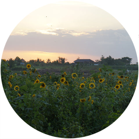 beautiful bali canggu sunset with sunflowers