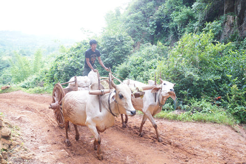 makers travelers myanmar kalaw trek buffaloes rainy season mud