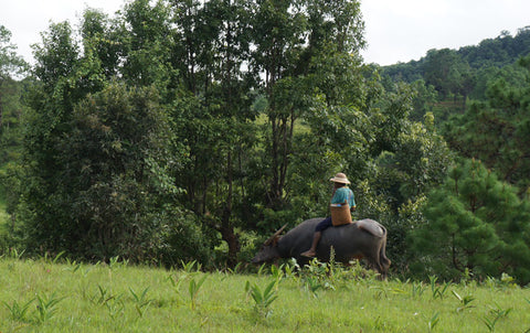 makers travelers myanmar trek riding buffalo rider