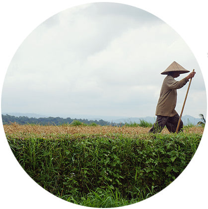 makers travelers bali rice terrace jatiluwih harvest