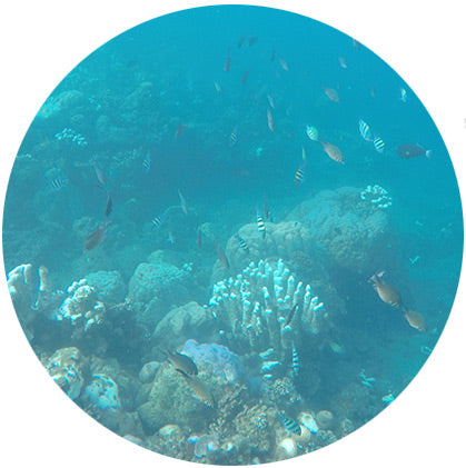 makers travelers bali amed snorkeling fish corral