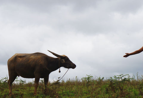 makers travelers water buffalo touch inle trek hike kalaw village
