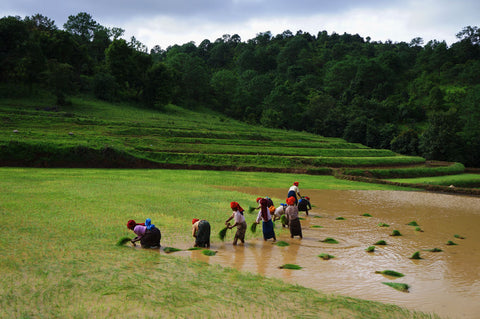 makers travelers myanmar rice field workers trek inle village remote