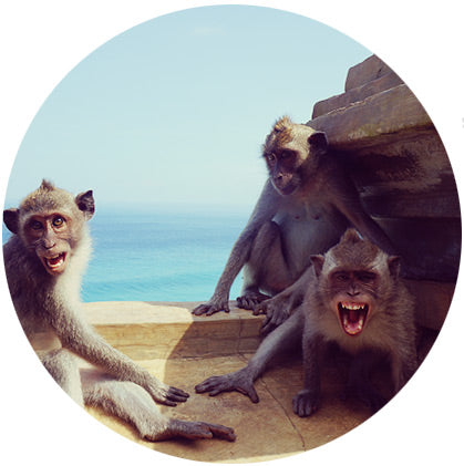 makers travelers bali monkeys angry mad