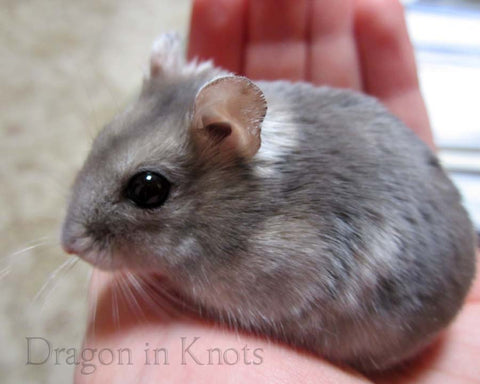 sapphire gray winter white dwarf hamster