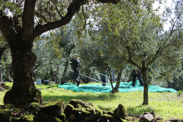 Using a ladder to hand pick olive in Spain