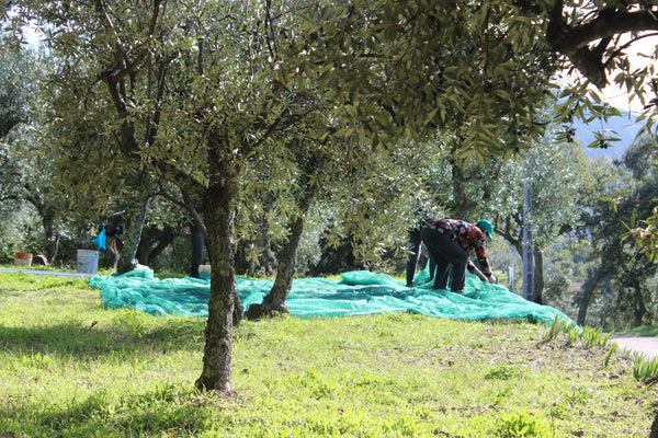 Nets spread under olive trees before hand picking