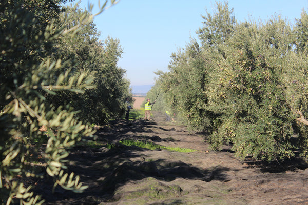 Olive nets laid below trees for harvest in spain