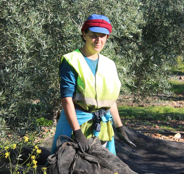 Attending the nets during a Spanish olive oil harvest, 2018
