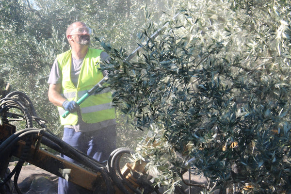 Batting a tree during the harvesting of olives in Spain