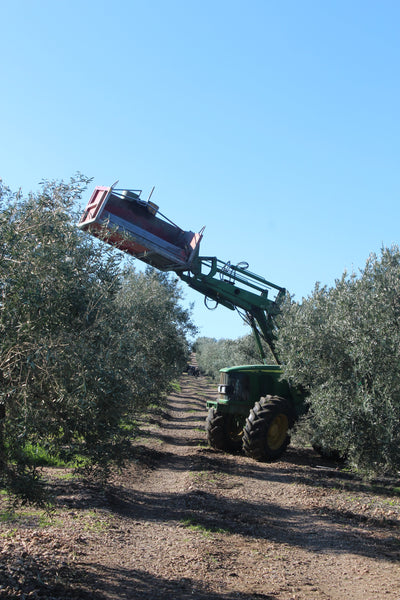 Bin run with a tractor harvesting olives in Spain