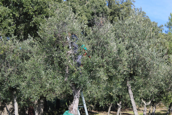 Olive monster in Andalusia eating a picker!
